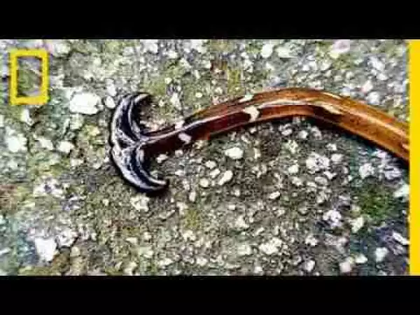 Video: This Strange Worm